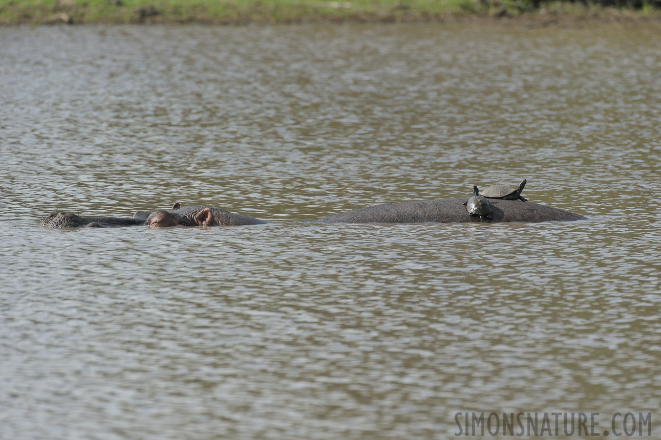 Hippopotamus amphibius capensis [490 mm, 1/3200 sec at f / 8.0, ISO 1600]